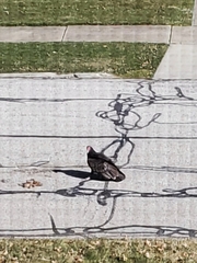 Cathartes aura