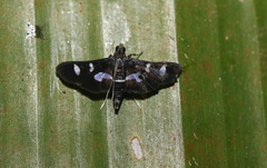 Desmia clarkei