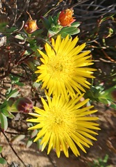Lampranthus glaucus