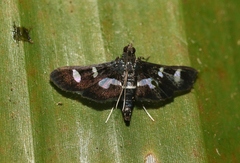 Desmia clarkei