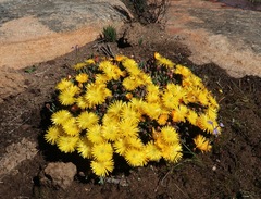 Lampranthus glaucus