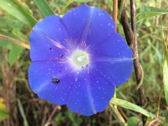 Ipomoea nil