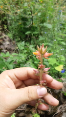 Echeveria