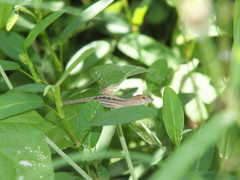 Anolis lineatopus