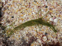 Caulerpa flexilis