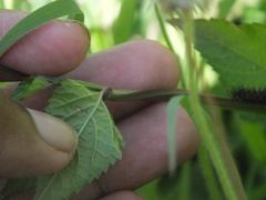 Priva lappulacea