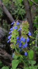 Salvia verecunda