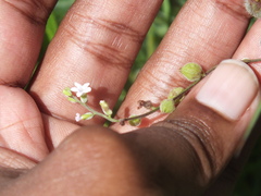 Priva lappulacea