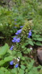 Salvia verecunda