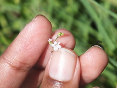 Priva lappulacea