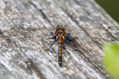 Leucorrhinia rubicunda
