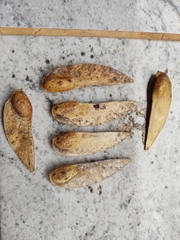 Schizolobium parahyba