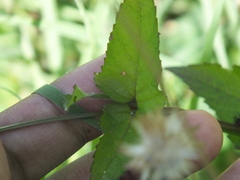 Priva lappulacea