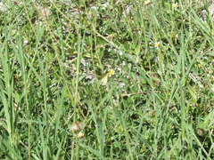 Pieridae