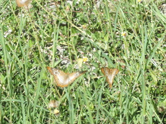 Pieridae