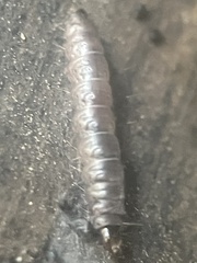 Blastobasis glandulella