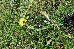 Crepis chrysantha