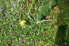 Crepis chrysantha