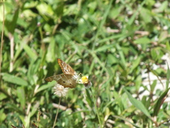 Anartia jatrophae