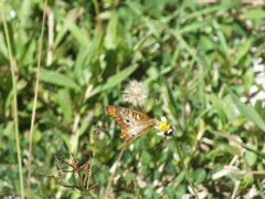Anartia jatrophae