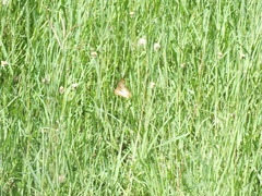 Anartia jatrophae