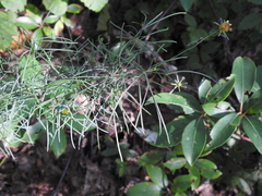 Coreopsis verticillata