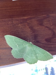 Geometra papilionaria