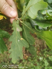 Neuroterus albipes