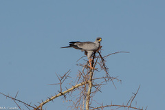 Melierax poliopterus