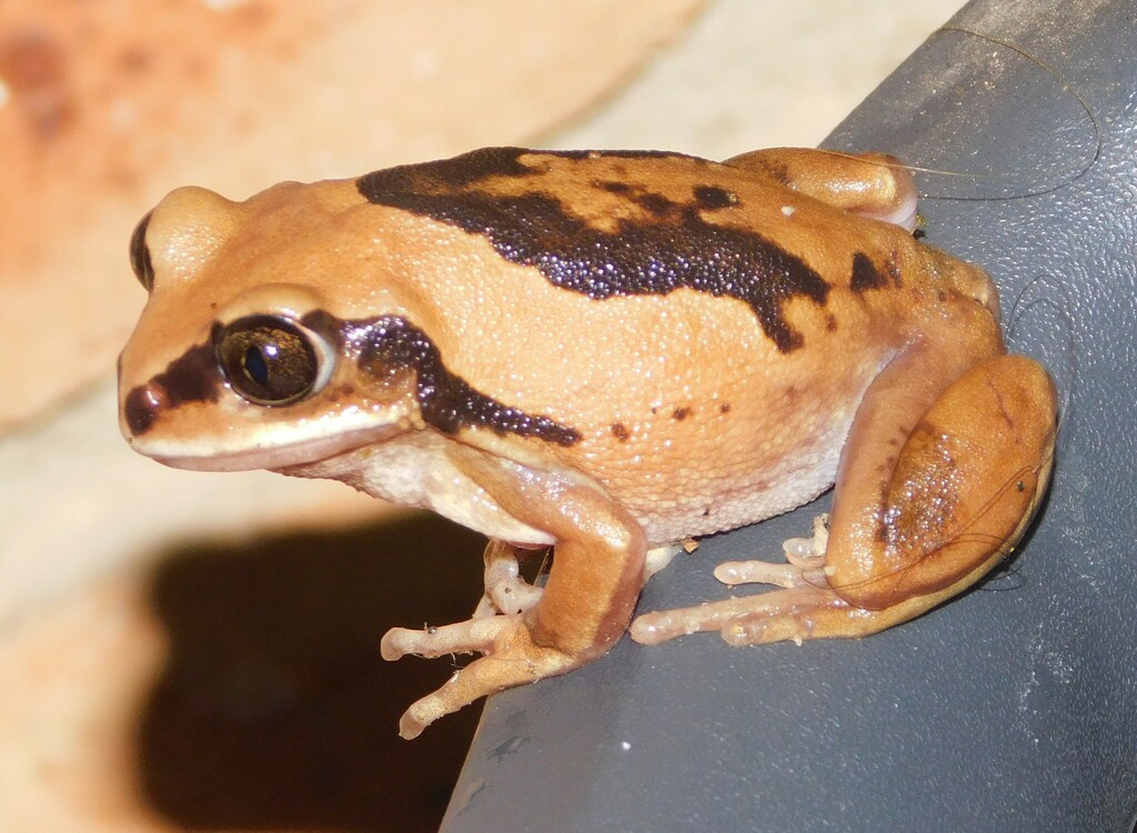 Brown-Backed Tree Frog