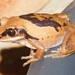 Mozambique Forest Tree Frog - Photo (c) qgrobler, some rights reserved (CC BY-NC), uploaded by qgrobler