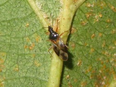 Anthocoris nemorum