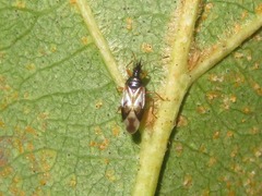 Anthocoris nemorum