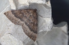 Larentia clavaria