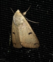 Ophiusa disjungens