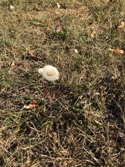 Taraxacum