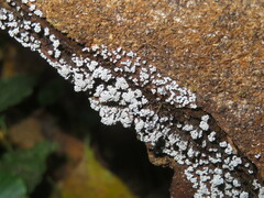 Badhamia utricularis