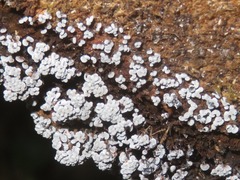 Badhamia utricularis