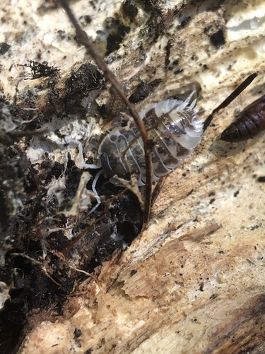 Common Shiny Woodlouse photo 6