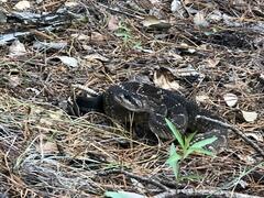 Crotalus molossus nigrescens