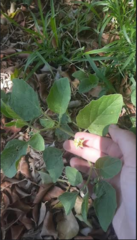 Physalis cinerascens