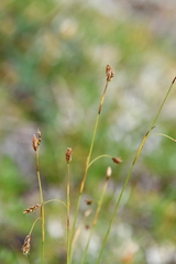 Carex ledebouriana