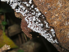 Badhamia utricularis