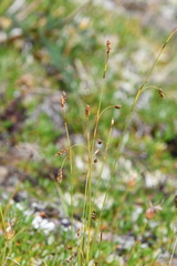 Carex ledebouriana