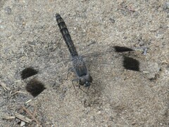 Brachythemis leucosticta