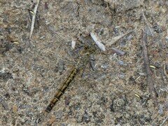 Brachythemis leucosticta