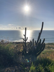 Pilosocereus catingicola