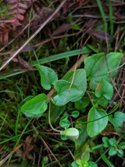 Viola canina
