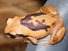 Brown-Backed Tree Frog photo 5
