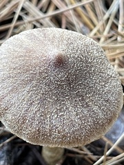 Psathyrella bipellis